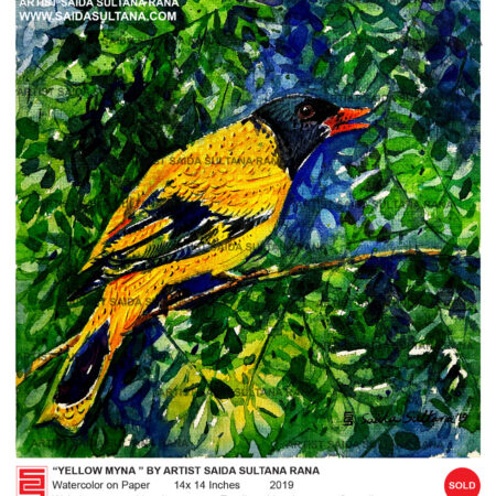 "yellow myna"  | 14 x 14 Inches | Watercolor on Paper